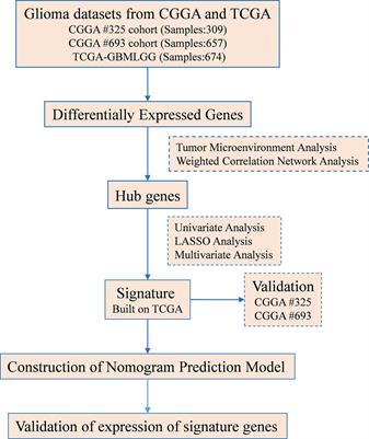 A Novel TAF-Related Signature Based on ECM Remodeling Genes Predicts Glioma Prognosis